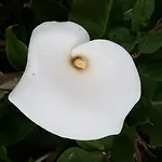 Da Melis בוארקוס