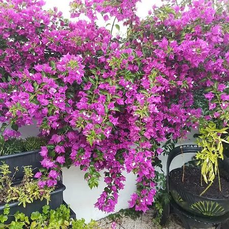 Da Melis 招待所 *