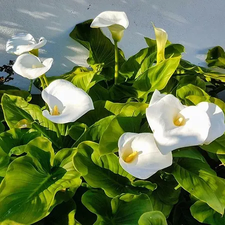 Da Melis Affittacamere