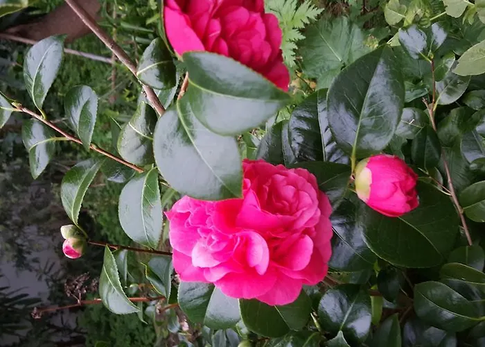 Da Melis בית הארחה בוארקוס