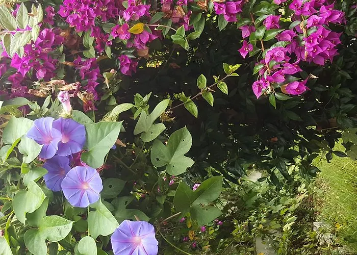 Da Melis בית הארחה בוארקוס