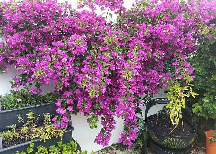 Da Melis בית הארחה *