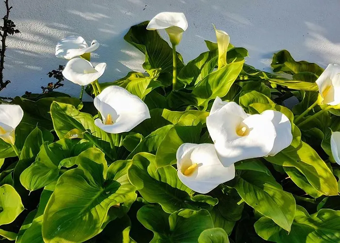 Da Melis 招待所